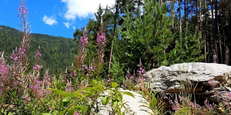 Blumen Stoerer